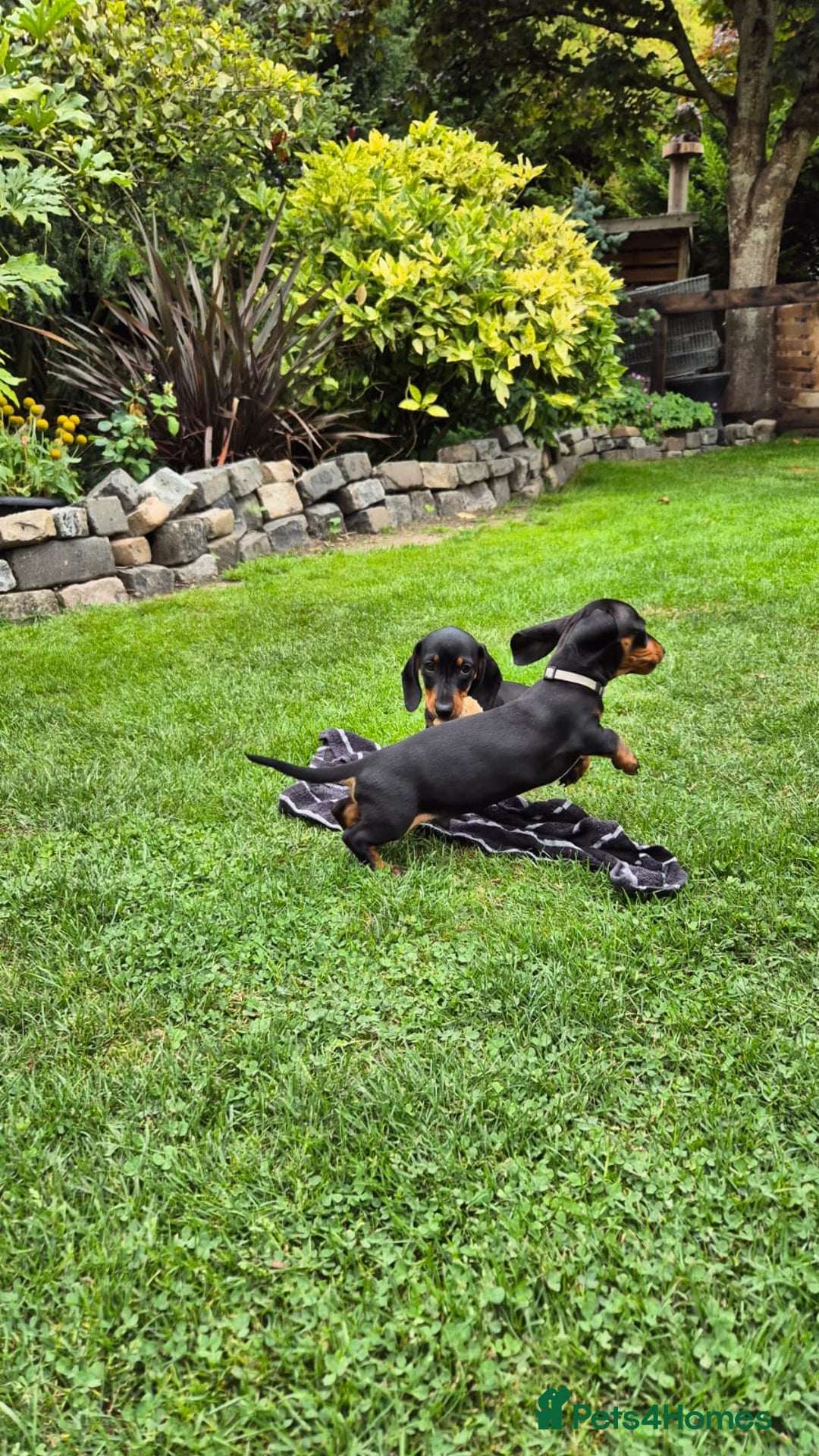 Miniature Dachshund dogs for sale: Ready Now Full Pedigree KC Reg Mini Dachshunds - Image 9