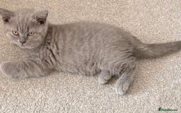British Shorthair cats for sale: Blue British shorthairs 1 boy 2 girls ready now!! - Image 5