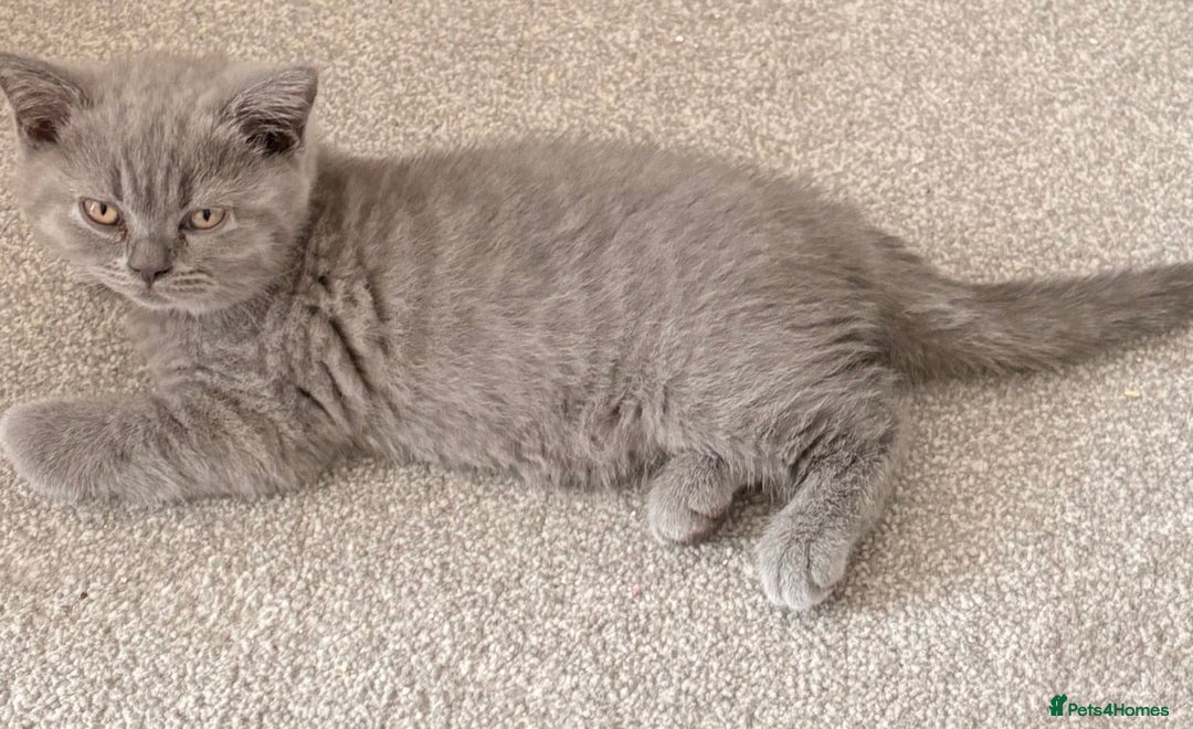 British Shorthair cats for sale: Blue British shorthairs 1 boy 2 girls ready now!! - Image 5