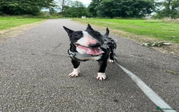 English Bull Terrier dogs for sale: Female bull terrier - Image 2