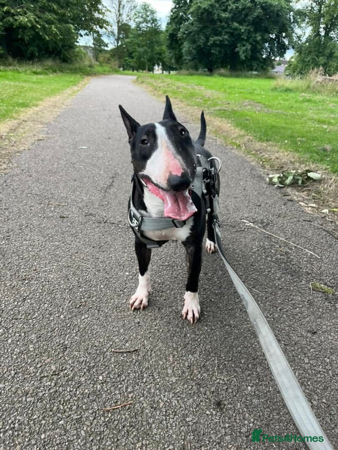 English Bull Terrier dogs for sale: Female bull terrier - Image 2