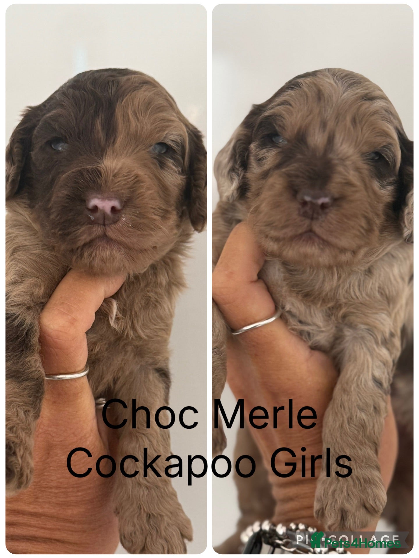 Cockapoo dogs Choc & Choc Merle F1 Cockapoo’s - Advert 1