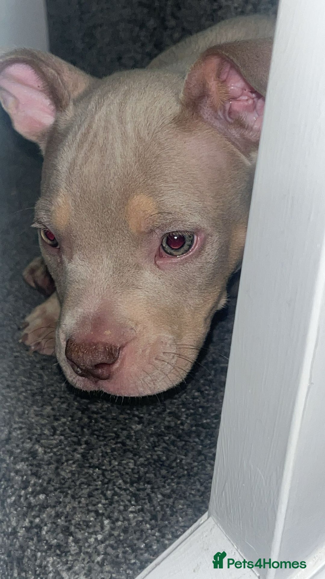 American Bully dogs for sale: 🦍🩸cowboy🤠- micro bully’s for sale  - Image 5