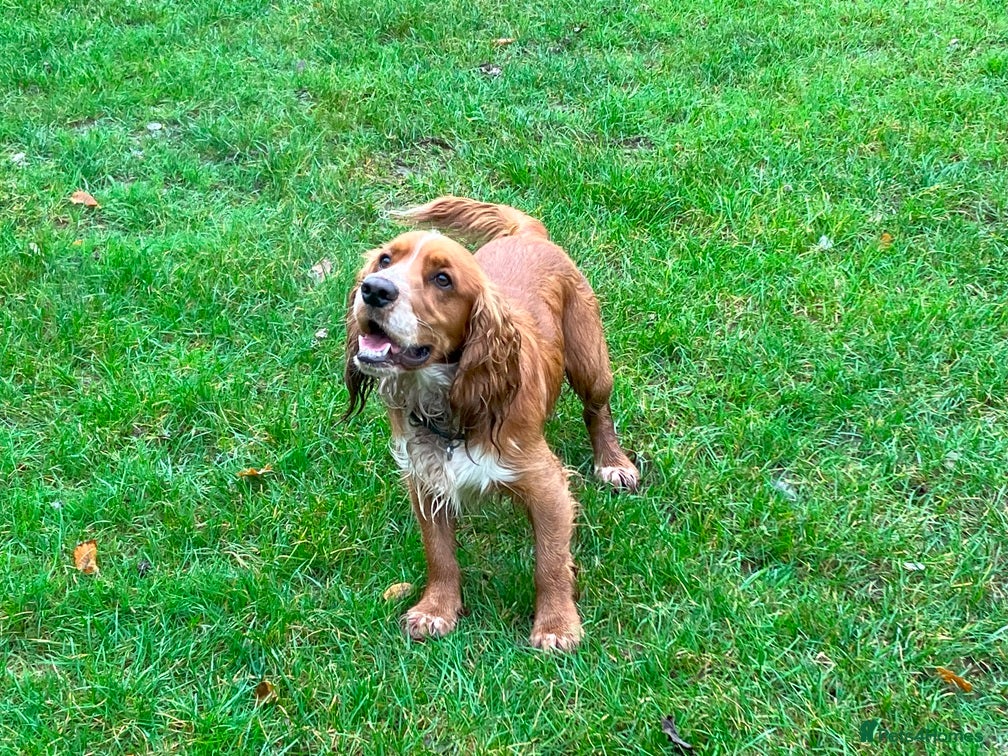 Cocker Spaniel dogs For Stud only in Reading - Advert 23