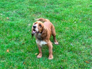 Cocker Spaniel dogs For Stud only in Reading - Advert 19