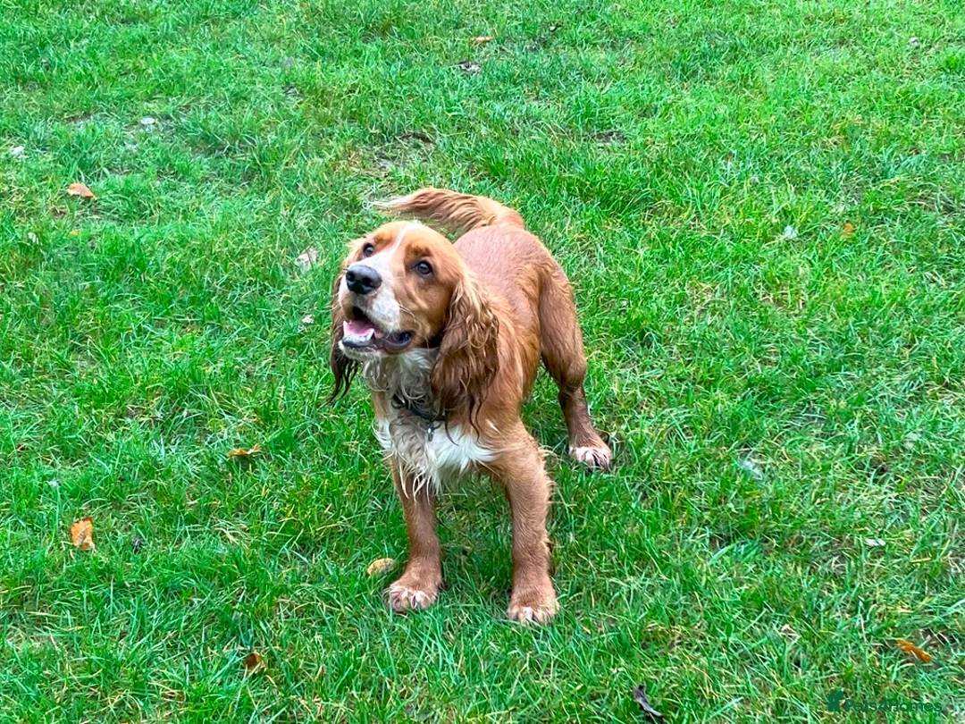 Cocker Spaniel dogs for stud: For Stud only in Reading - Advert 1
