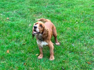 Cocker Spaniel dogs For Stud only in Reading - Advert 17