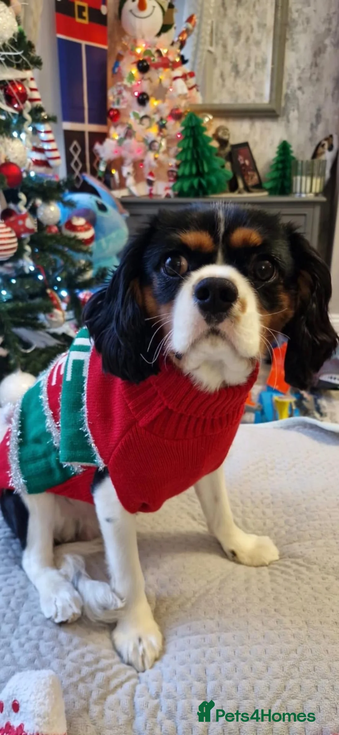 Cavalier King Charles Spaniel dogs for stud: Cavalier King Charles  in Rochdale - Advert 5