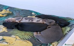 Mixed Breed dogs for sale: French bulldog X dashund puppies  - Image 2