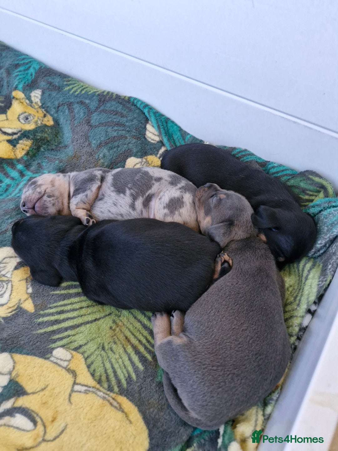 Mixed Breed dogs for sale: French bulldog X dashund puppies  - Image 2