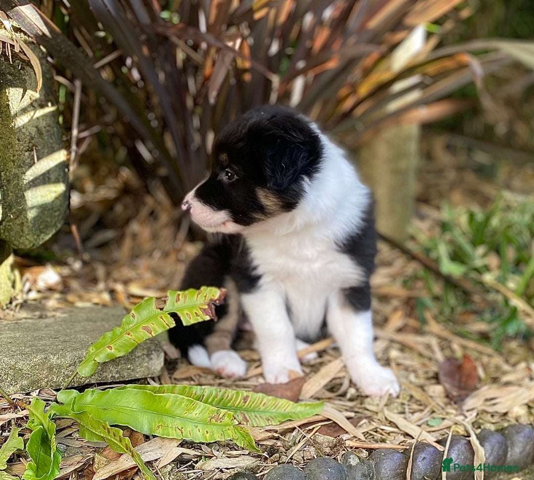 Border Collie dogs for sale: Beautiful Blue Merle collie  - Image 8