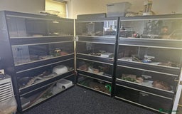 Python Snake reptiles for sale: 12 Rescue Royal Pythons For Sale - Image 1