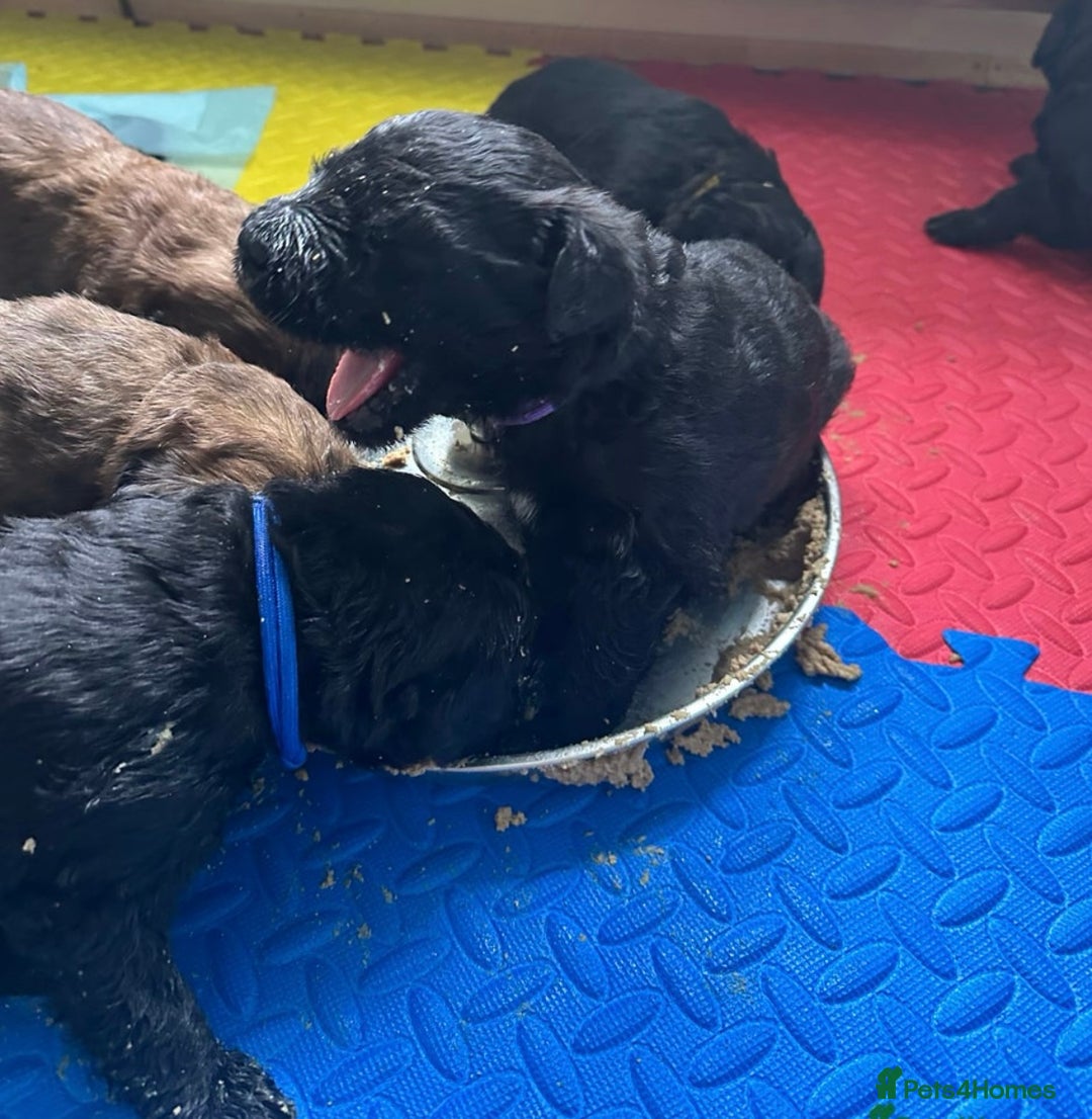Saint Bernard dogs for sale: F1 St Berdoodle  - Image 2
