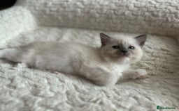 Ragdoll cats for sale: 5 Pure Ragdoll kittens - All Females -Pickup Ready - Image 2