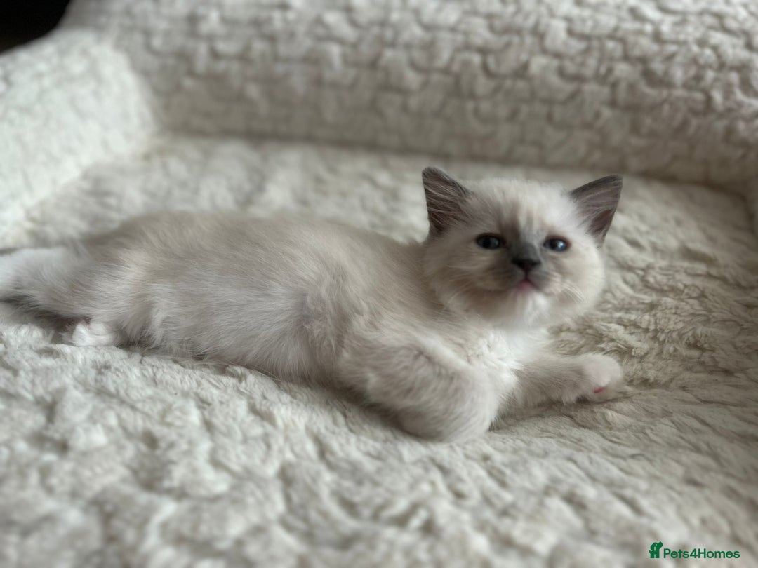 Ragdoll cats for sale: 5 Pure Ragdoll kittens - All Females -Pickup Ready - Image 2