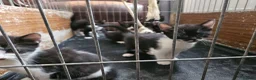Mixed Breed cats for sale: 4 lovely kittens looking for new home 🏡  in Thetford - Advert 2