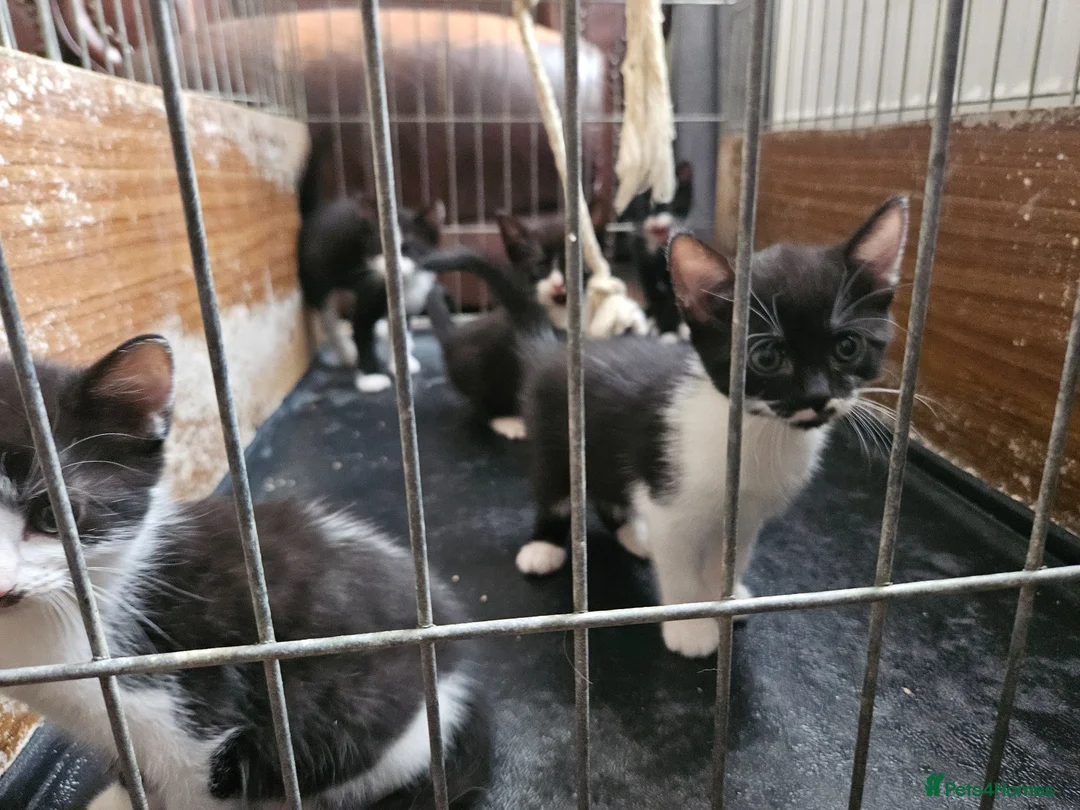Mixed Breed cats for sale: 4 lovely kittens looking for new home 🏡  in Thetford - Advert 2