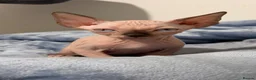 Sphynx cats for sale: Beautiful Male Sphynx Kitten – Ready Now  - Advert 8