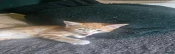 Mixed Breed cats for sale: 4 adorable female kittens for sale  - Advert 8