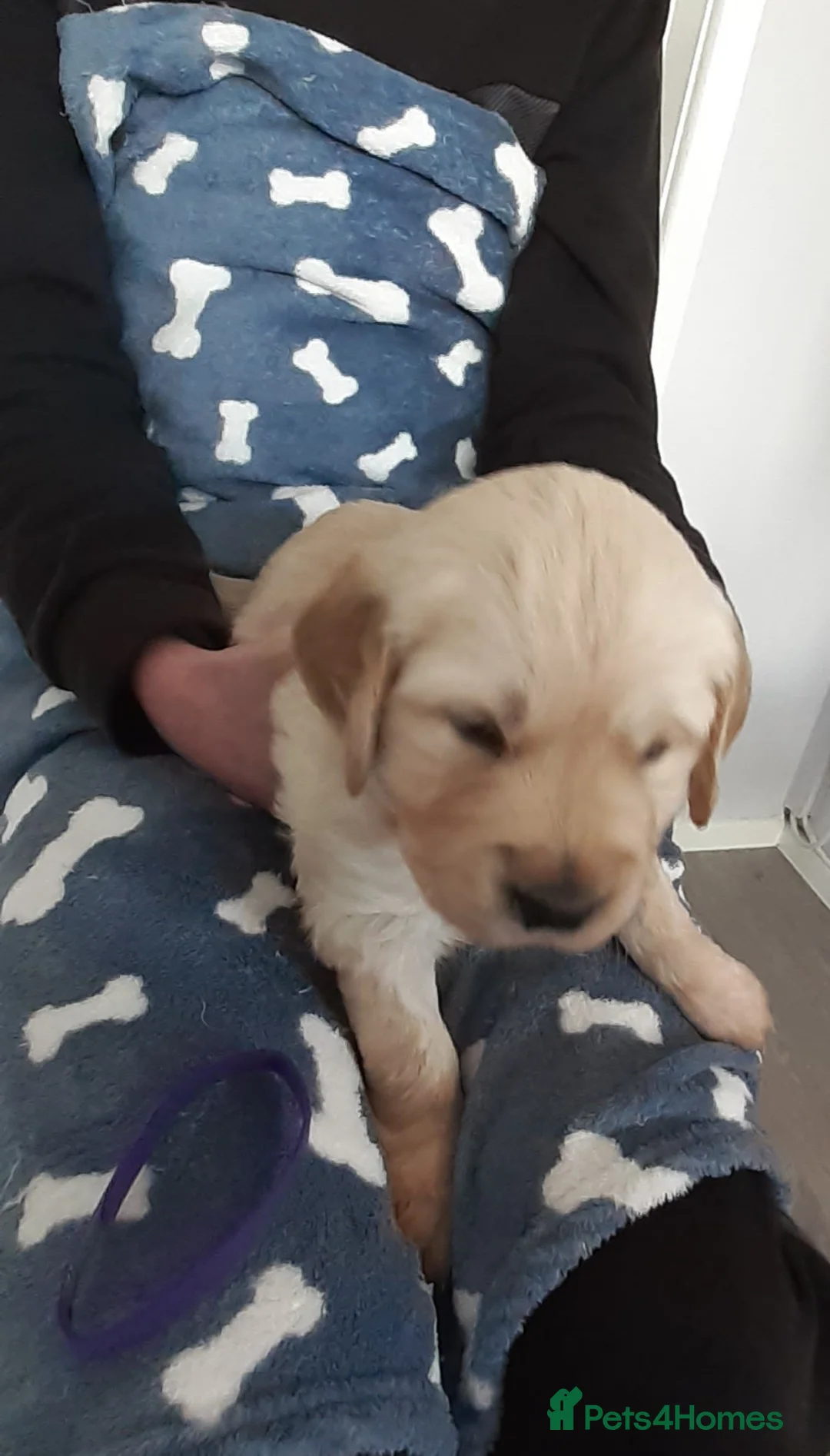 Golden Retriever dogs for sale: 4 female golden retriever pups - Advert 1