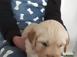 Golden Retriever dogs 4 female golden retriever pups - Advert 1