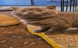 British Shorthair cats for sale: BSH BLUE AND BSH GOLD KITTENS Ready now! - Image 21