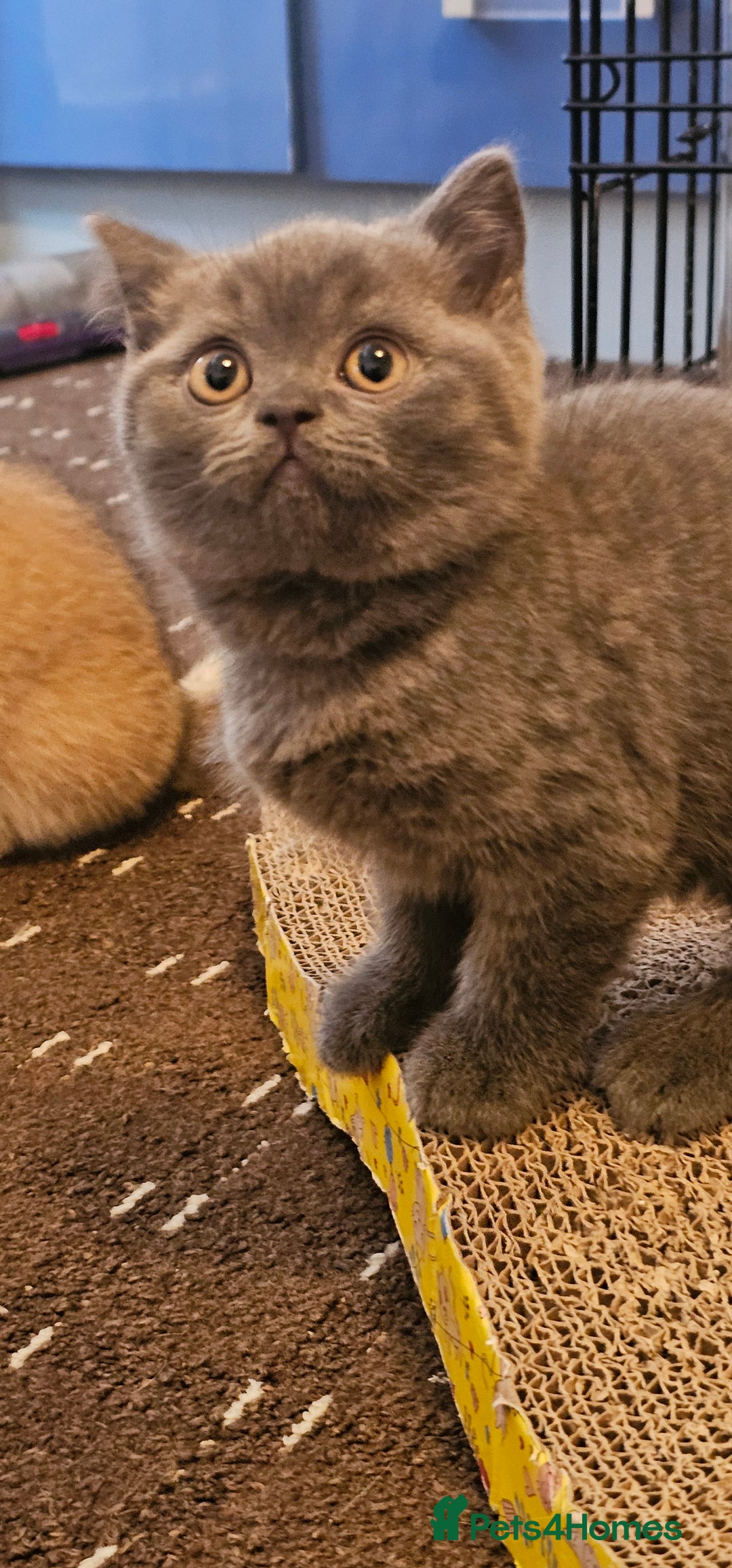 British Shorthair cats for sale: BSH BLUE AND BSH GOLD KITTENS Ready now! - Image 21