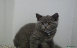 British Shorthair cats for sale: britsh short hair kittens  in Orpington - Image 12