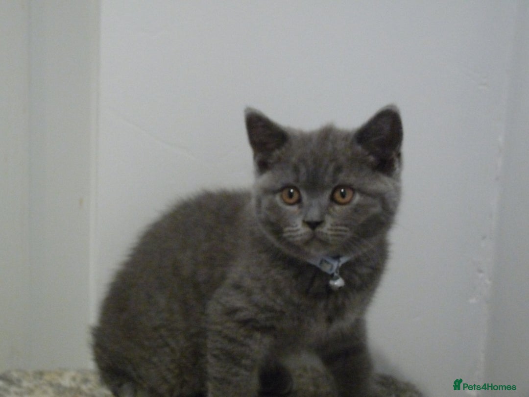 British Shorthair cats for sale: britsh short hair kittens  in Orpington - Image 12