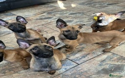 Belgian Shepherd Dog dogs for sale: Belgian malinois  - Image 11