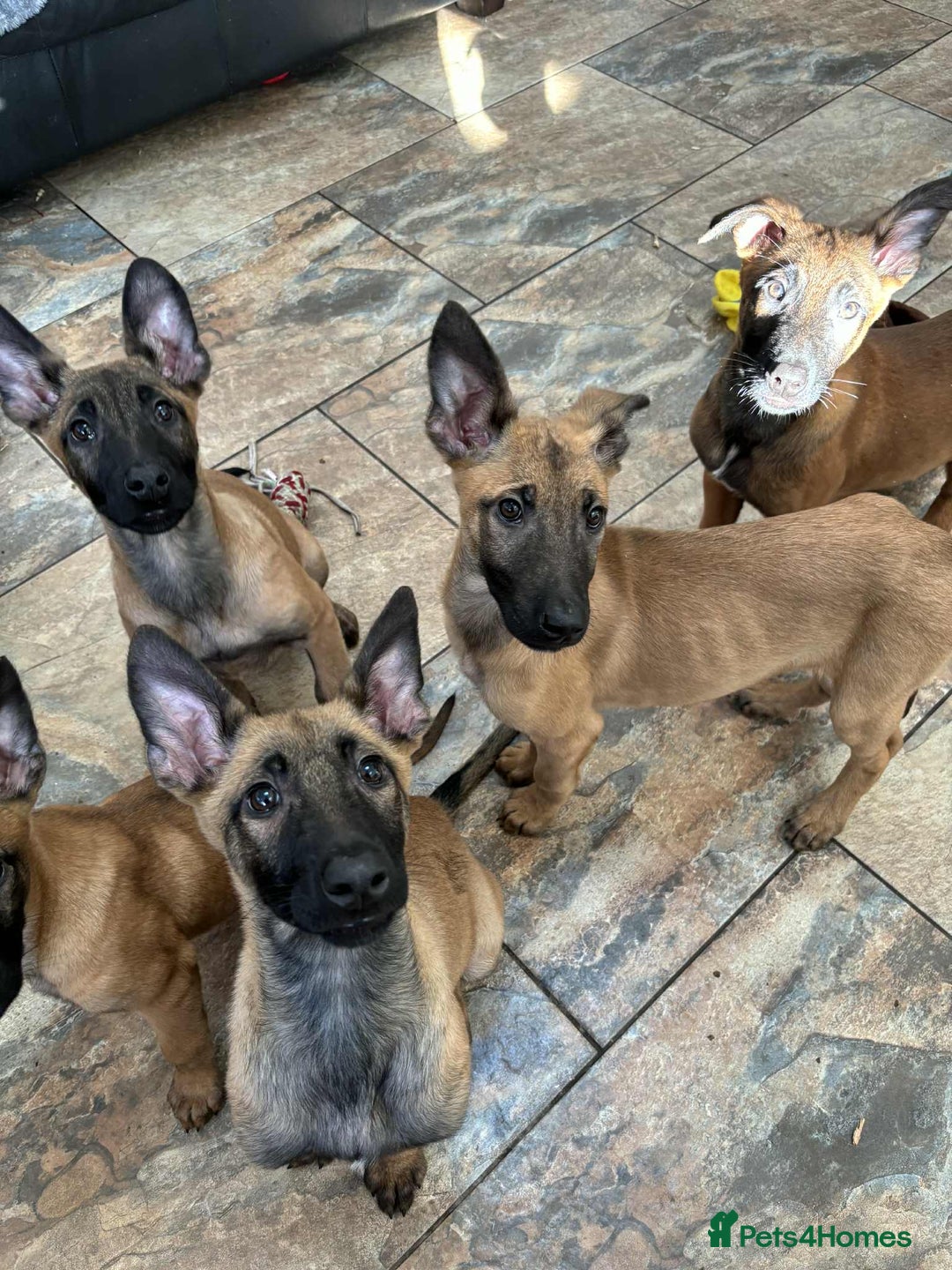 Belgian Shepherd Dog dogs for sale: Belgian malinois  - Image 11