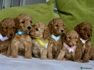 Cavapoo dogs 6 Cavapoos for sale - Advert 18