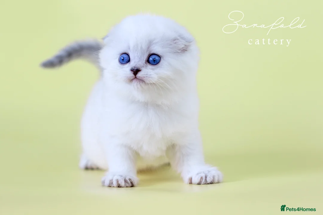Scottish Fold cats for sale: Tommy – Charismatic Blue Eyed Boy 💙 - Advert 3
