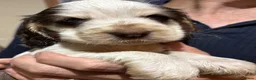Cocker Spaniel dogs for sale: Perfect puppies bred for health & temperament - Advert 3