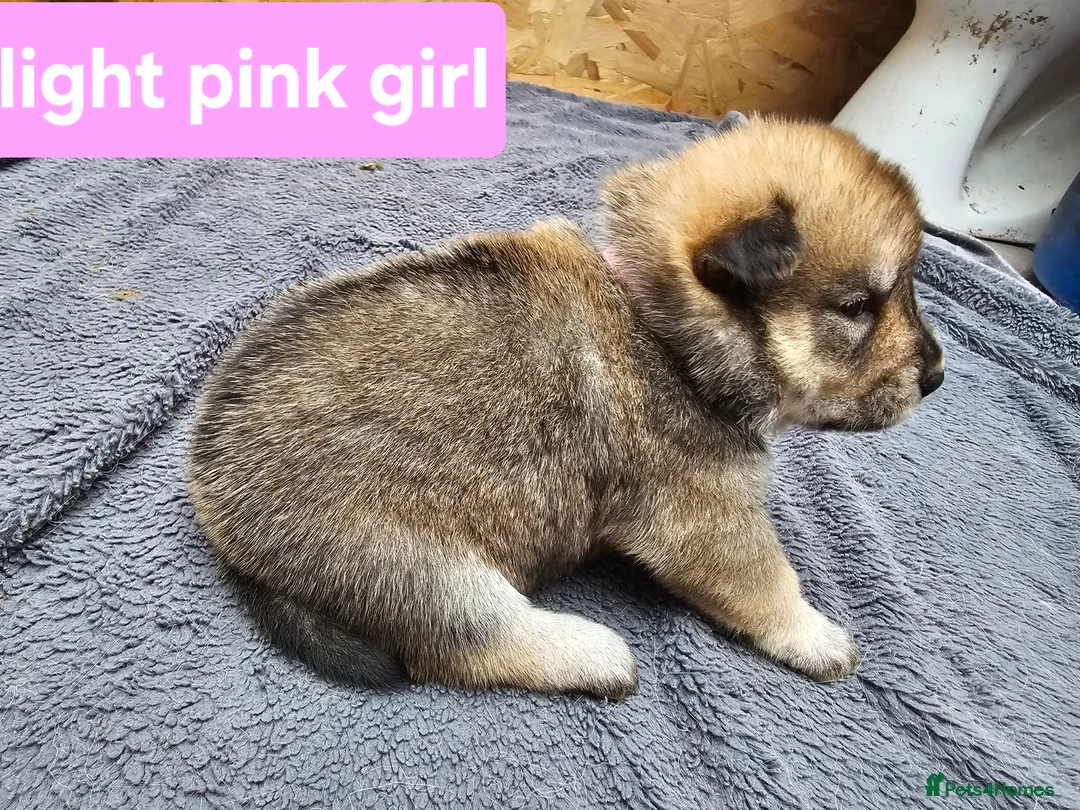 Mixed Breed dogs for sale: Last 3  pupies now £600 Chow Chow dad husky mum - Advert 20