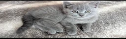 British Shorthair cats for sale: 8 weeks boy and girl - Dad 5 times champion 🏆 - Advert 12