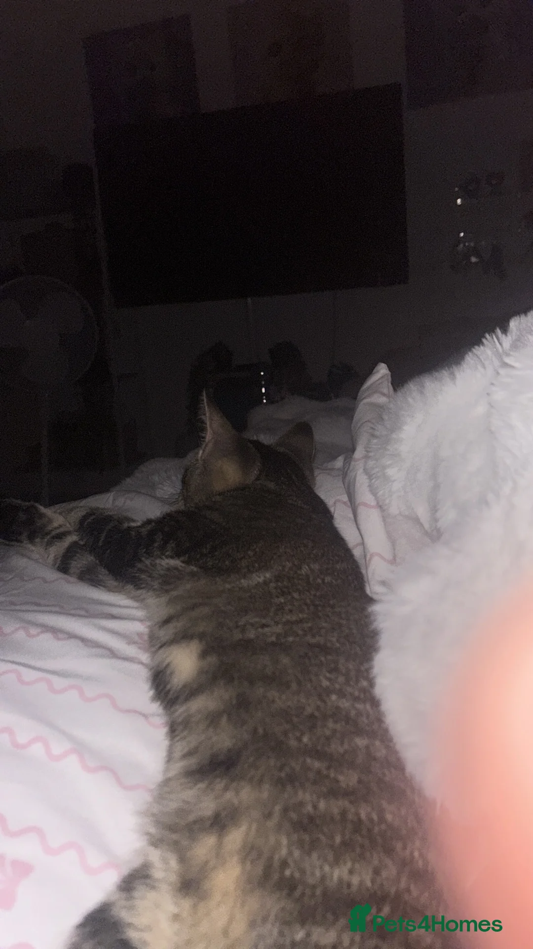 Mixed Breed cats for sale: Male kitten for sale 4 months old - Advert 3