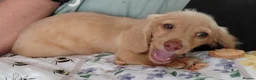 Miniature Dachshund dogs for sale: ✨️Longhaired Cream Male toy miniature Dachshund✨️ - Advert 8