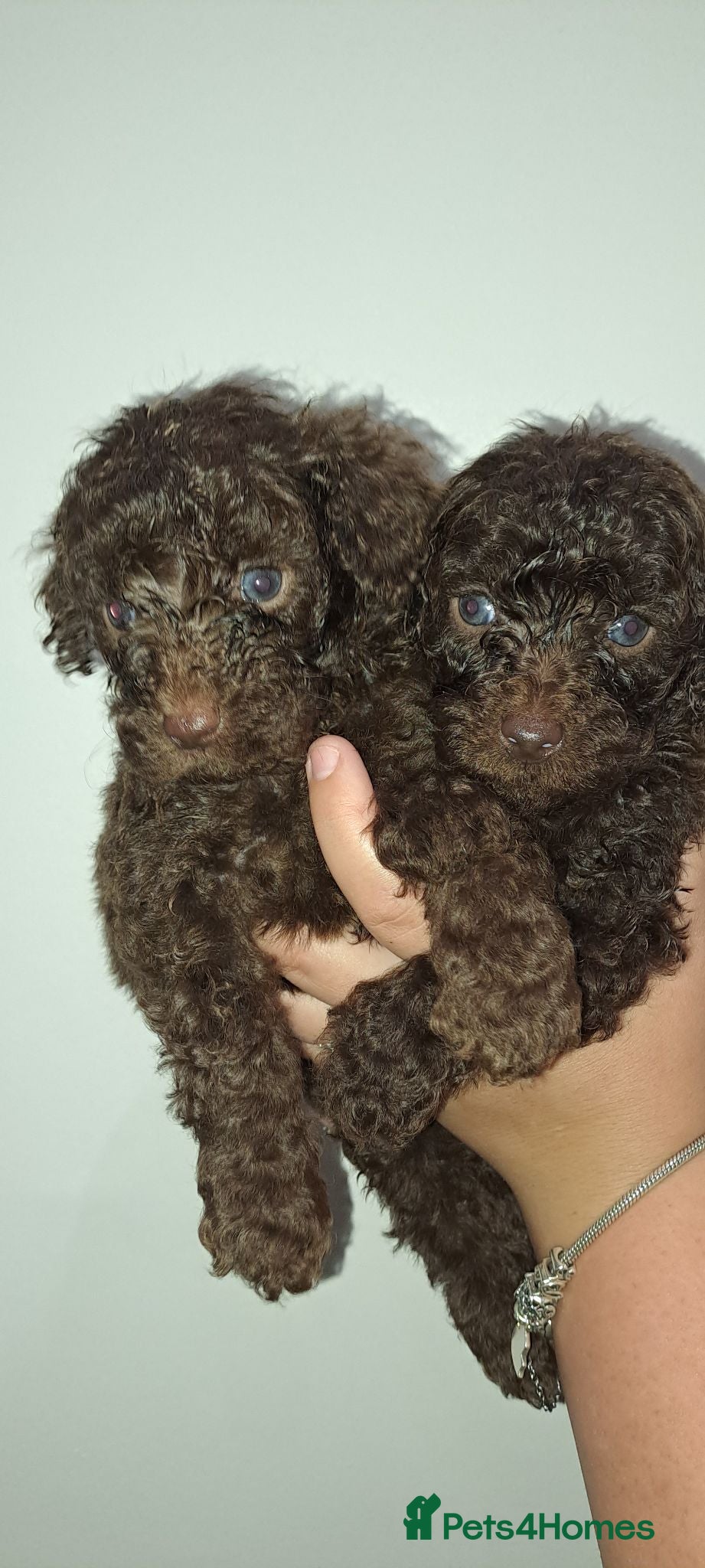 Toy Poodle dogs Health clear Kc chocolate toy poodles  - Advert 11