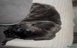 Frug dogs for sale: Girl frug ready to go to her forever home - Image 26