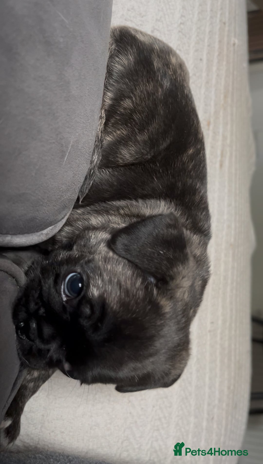 Frug dogs for sale: Girl frug ready to go to her forever home - Image 26