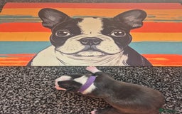 Boston Terrier dogs for sale: Stunning true to type wildax litter - Image 11
