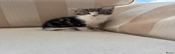 Mixed Breed cats for sale: 5 Beautiful Kittens Ready For their forever homes - Advert 5
