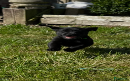 Labrador Retriever dogs for sale: Excellent KC reg-health checked home bred line - Image 4