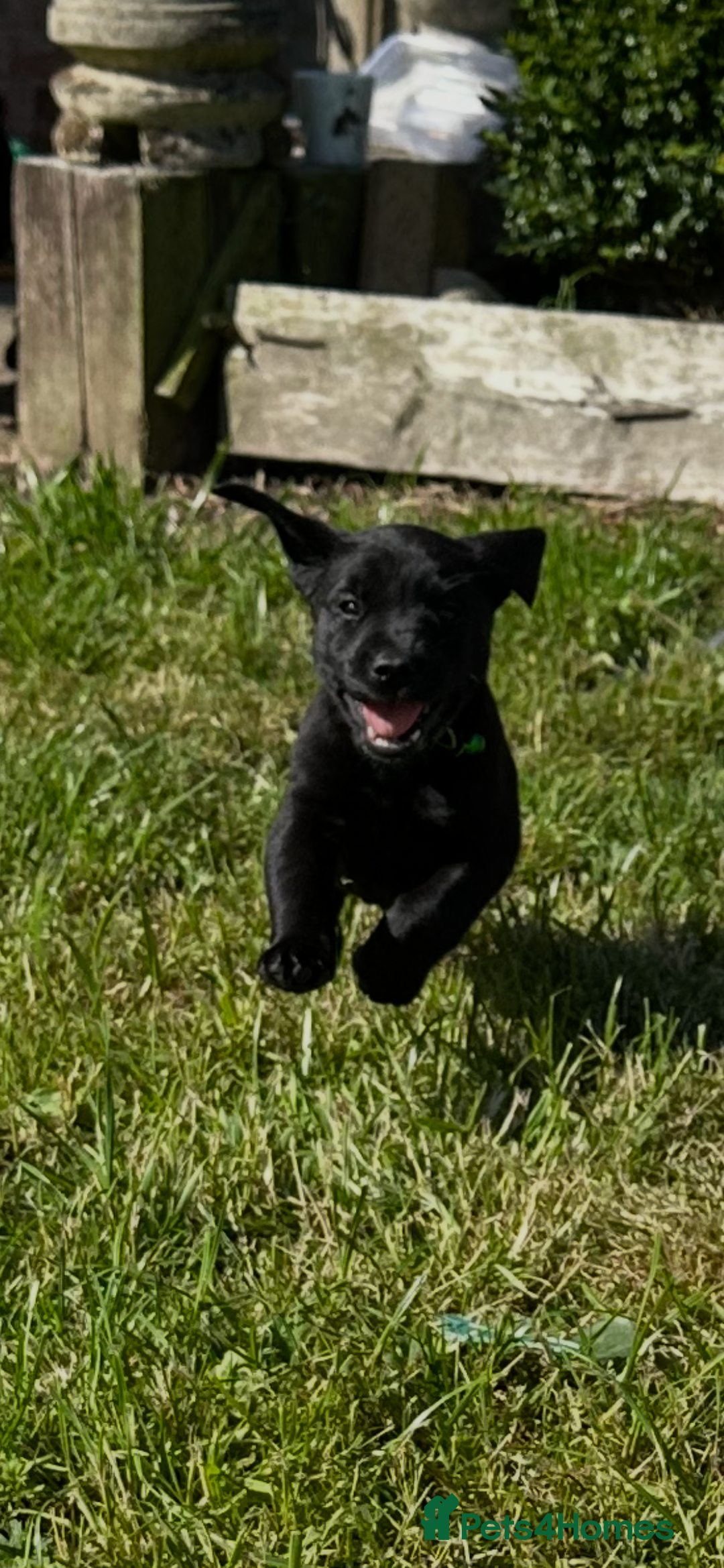 Labrador Retriever dogs for sale: Excellent KC reg-health checked home bred line - Image 4