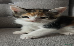 Maine Coon cats for sale: 3/4 mainecoon kittens polydactyl  - Image 3