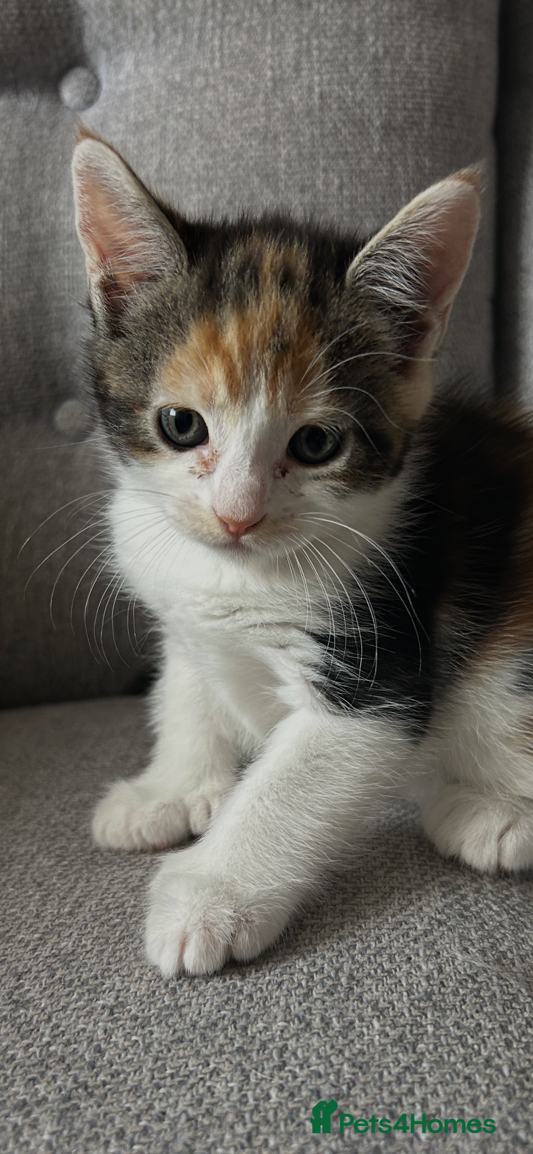 Maine Coon cats for sale: 3/4 mainecoon kittens polydactyl  - Image 3
