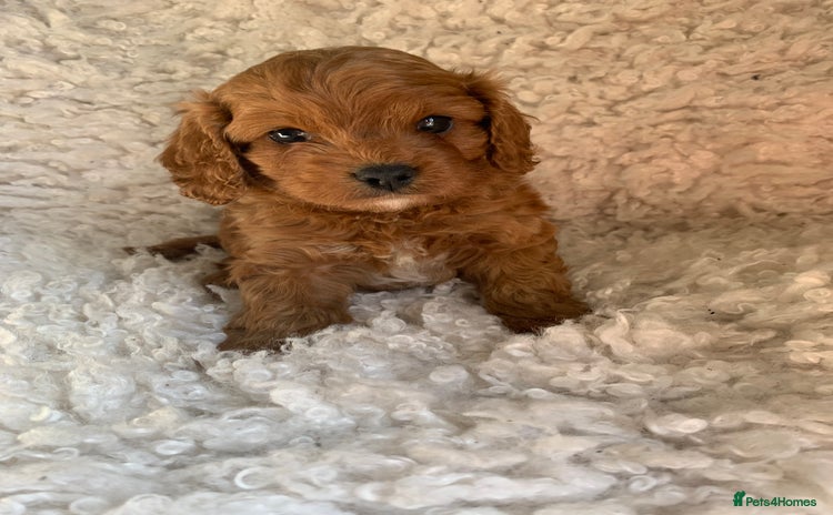Cavapoo dogs - Advert 11