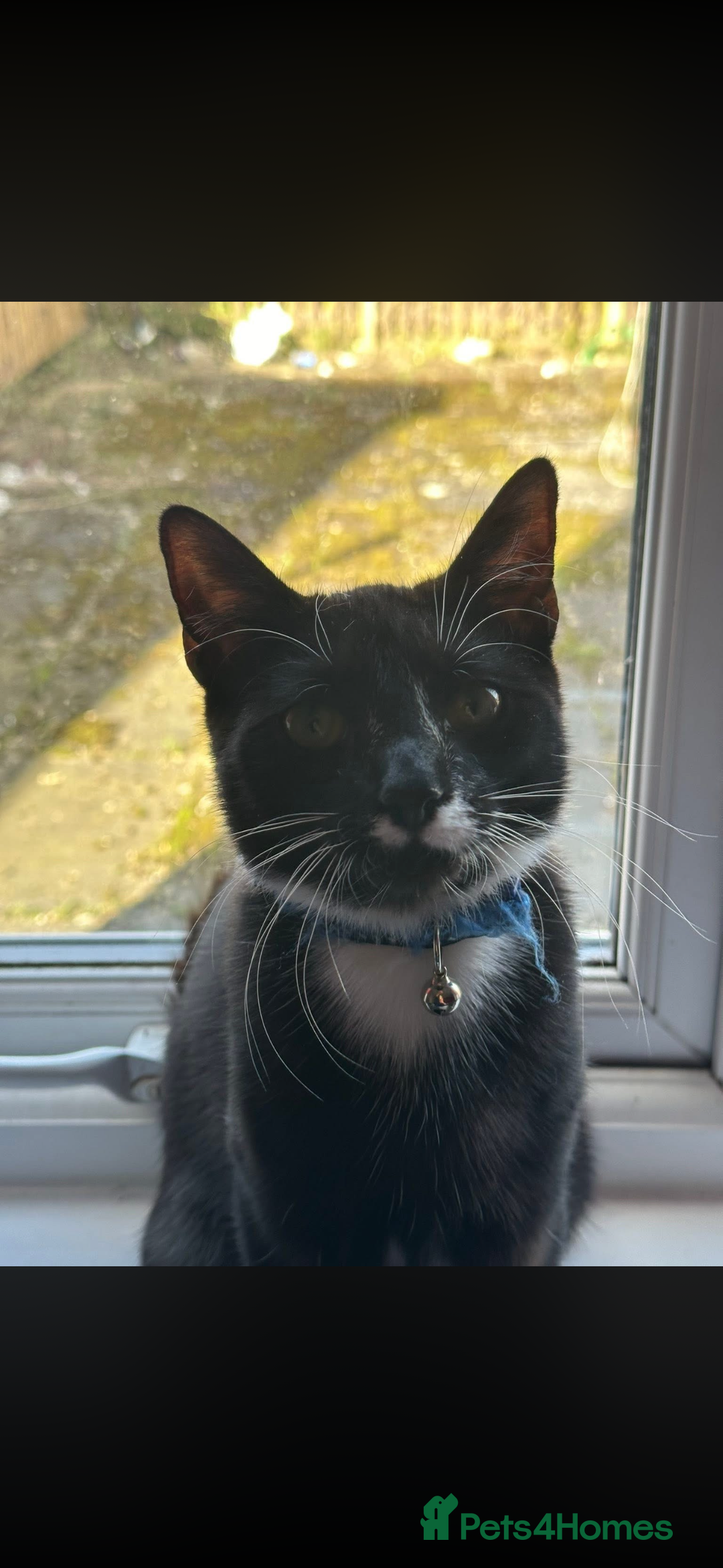 British Shorthair cats for sale: 2 bonded males - Advert 2