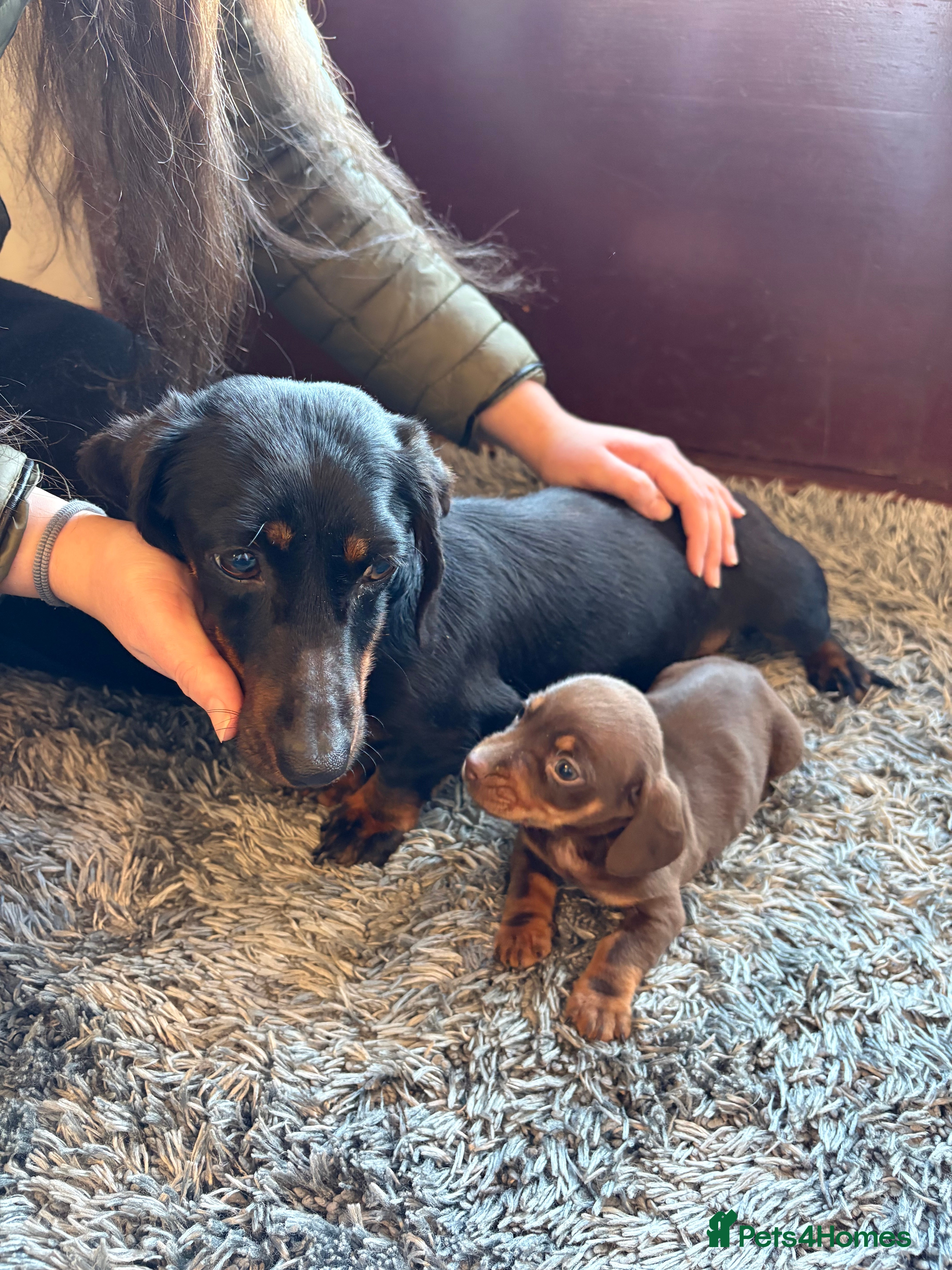 Dachshund dogs Dachshund puppy for sale  - Advert 1